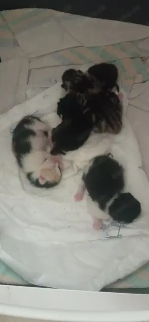 Kleines Kitten (Kater) zu verkaufen 