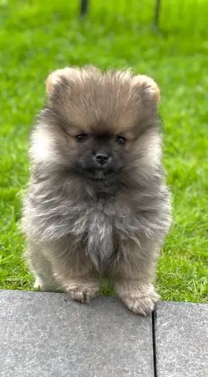 Zwergspitz Pomeranian Welpen mit Ahnentafel