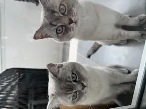 Zwei Britisch Kurzhaar Kater -nur gemeinsam abzugeben-