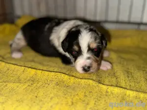 Minni Aussie Mix Welpen
