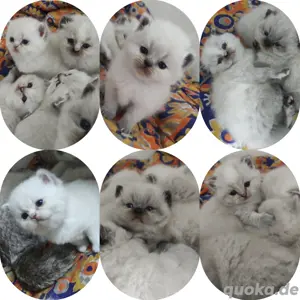 BKH Kitten mit Zubehör 