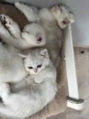 Wundeschöne Kitten Bild 8