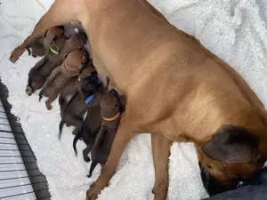 Reinrassige gesunde Ridgeback Welpen