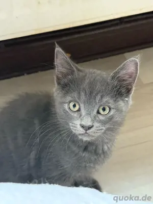 Neva masquarade Meine Coon BKH Mix katzen,kitten  