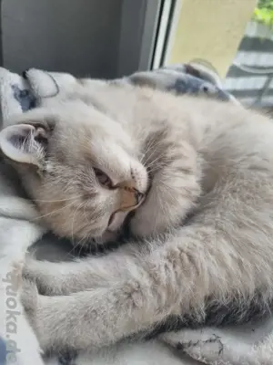 Bkh Kitten Jungs Auszugsbereit