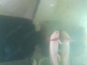 Axolotl Jungtiere 