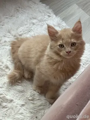 Neva masquarade Meine Coon BKH Mix katzen,kitten  