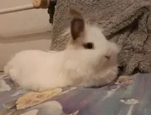 DRINGEND!! Teddyzwergkaninchen
