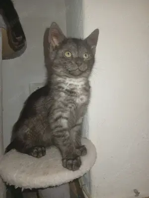 Katzenbabys zu verkaufen. Hauskatze Perser Mix