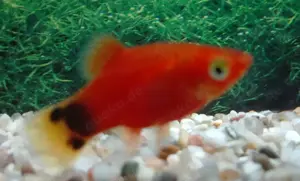 Mickymausplaty