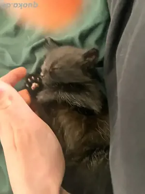 Katzen Mutter und Kitten