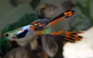 Guppy Gabelschwanz