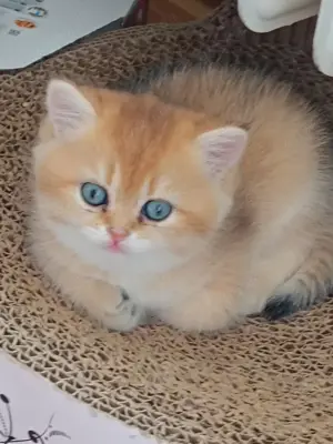 Wunderschöne BKH Britisch Kurzhaar Kitten