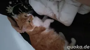 Maine coon Mix kater zu verkaufen 