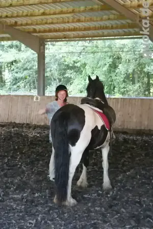 Suche Kaltblüter zum Reiten 