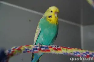 Zuchtreifes Hellflügel Weibchen Dunkelblau 