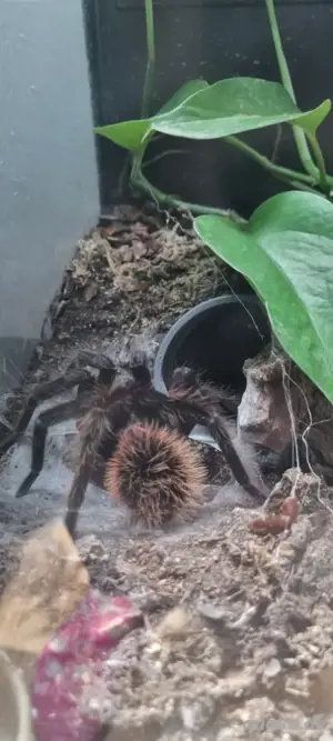 xenesthis intermedia 
