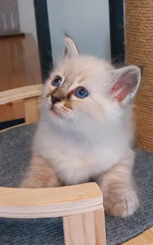 Heilige birma kitten 