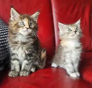 Maine Coon Kitten reinrassig mit Stammbaum seltene Linie