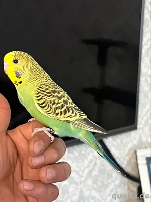 Sehr Schöes verschiedene farbe Wellensittich Baby handzahm