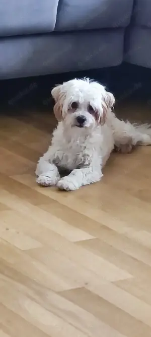 Maltipoo Mädchen 7 Monate jung in allerbeste Hände abzugeben!