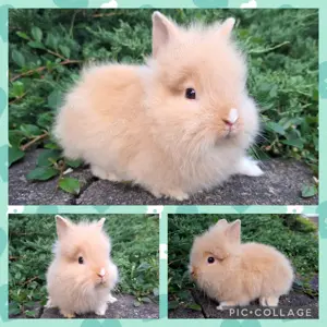 Löwenköpfchen MM Babys Löwenzwerg Farbenzwerg Zwergkaninchen Kaninchen Hase Bild 5