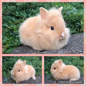 Löwenköpfchen MM Babys Löwenzwerg Farbenzwerg Zwergkaninchen Kaninchen Hase Bild 4