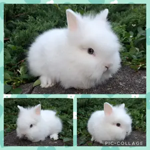 Löwenköpfchen MM Babys Löwenzwerg Farbenzwerg Zwergkaninchen Kaninchen Hase Bild 9