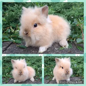 Löwenköpfchen MM Babys Löwenzwerg Farbenzwerg Zwergkaninchen Kaninchen Hase Bild 7