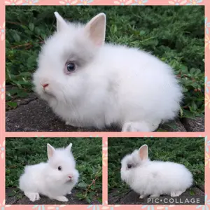 Löwenköpfchen MM Babys Löwenzwerg Farbenzwerg Zwergkaninchen Kaninchen Hase Bild 6