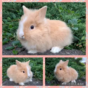 Löwenköpfchen MM Babys Löwenzwerg Farbenzwerg Zwergkaninchen Kaninchen Hase Bild 10