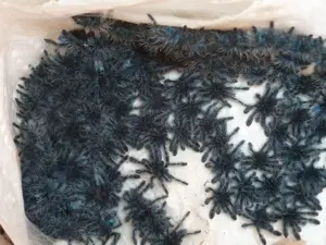 Caribena versicolor Nachzuchten
