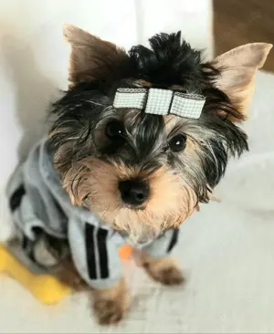 Reinrassige  süsse yorkshire terrier welpen ,black-gold-silver zwei  jungs 