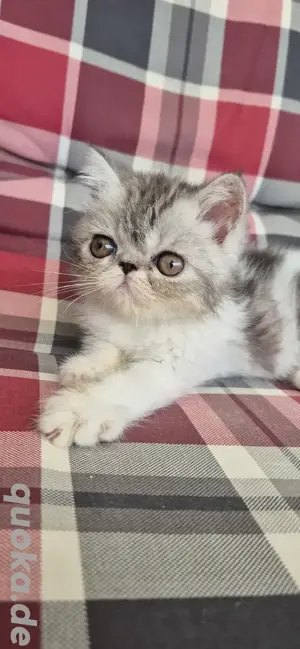 Exotic Shorthair Kitten 