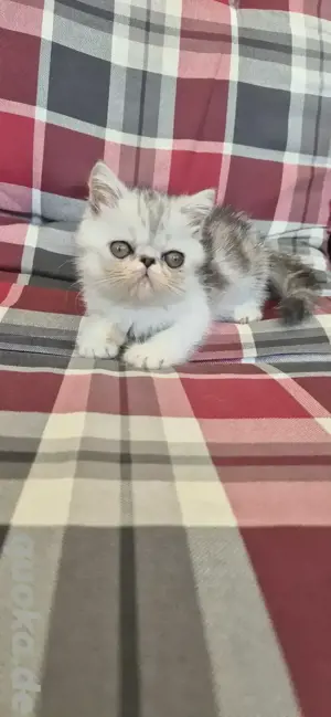 Exotic Shorthair Kitten  Bild 4