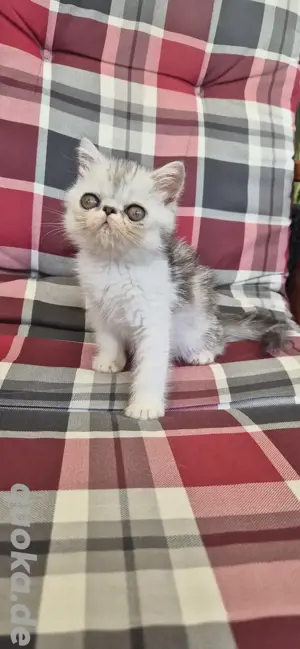 Exotic Shorthair Kitten  Bild 2