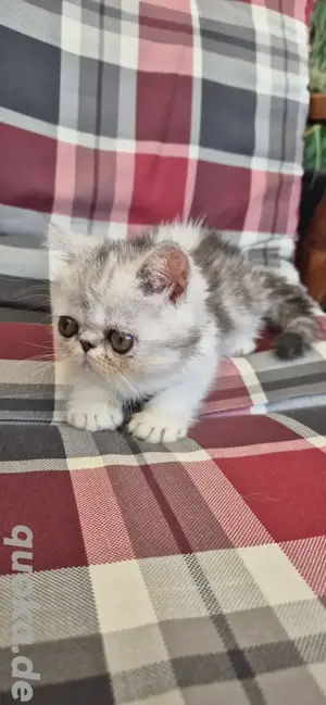 Exotic Shorthair Kitten  Bild 3