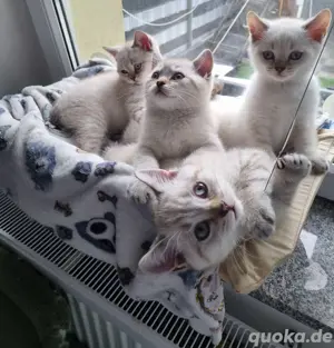 Bkh Kitten Jungs Auszugsbereit