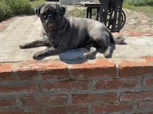 Mops Dame abzugeben 