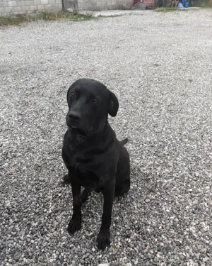 Nero   liebevoller Labbi-Mix mit treuem Herzen Bild 2