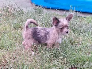 Mini Chiwalonka Welpe Hündin Bolonka Zwetna x Chihuahua wie Maltipoo Pomchi uvm...