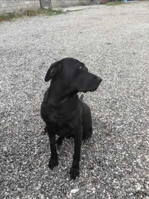 Nero   liebevoller Labbi-Mix mit treuem Herzen Bild 4