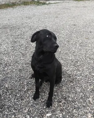 Nero   liebevoller Labbi-Mix mit treuem Herzen Bild 3