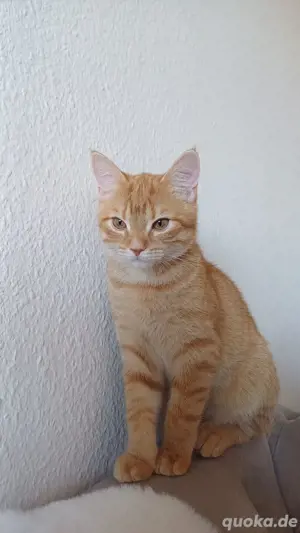 Katerkitten mit Zubehör 