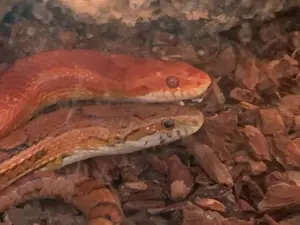 2 Kornnattern 
