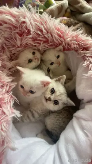 Brittish Kurzhaar Kitten