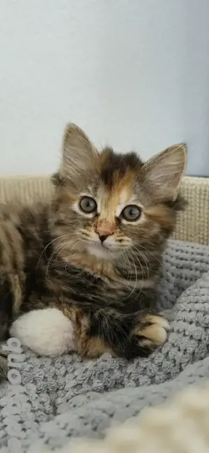 Kitten Katze Katzenbaby Kurilian Bobtail 