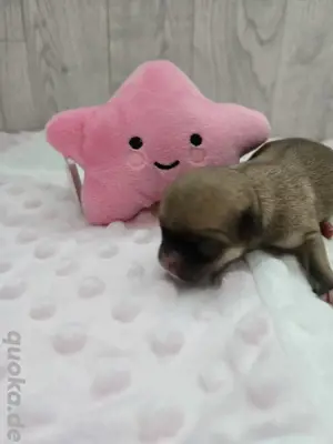 chihuahua welpen.