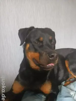 Rottweilerhündin sucht neues Zuhause