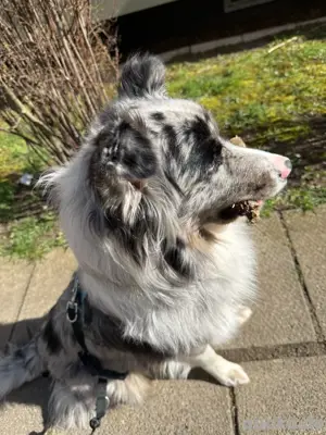 Bildschöner australian shepherd rüde